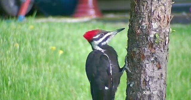Pecking away